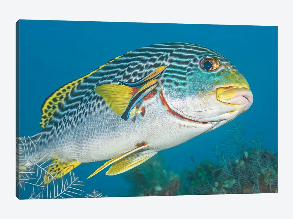 Lined Sweetlips, Plectorhinchus Lineatus, With Two Cleaner Wrasse, Indonesia by David Fleetham 1-piece Canvas Wall Art