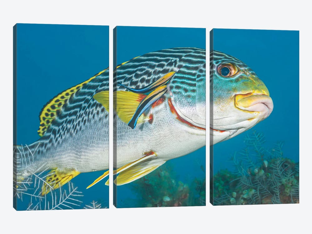 Lined Sweetlips, Plectorhinchus Lineatus, With Two Cleaner Wrasse, Indonesia by David Fleetham 3-piece Canvas Art