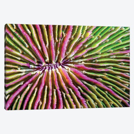 Mouth Detail Of A Colorful And Healthy Mushroom Coral, Fungia Fungites, Philippines Canvas Print #DFH182} by David Fleetham Canvas Print