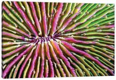 Mouth Detail Of A Colorful And Healthy Mushroom Coral, Fungia Fungites, Philippines Canvas Art Print - David Fleetham