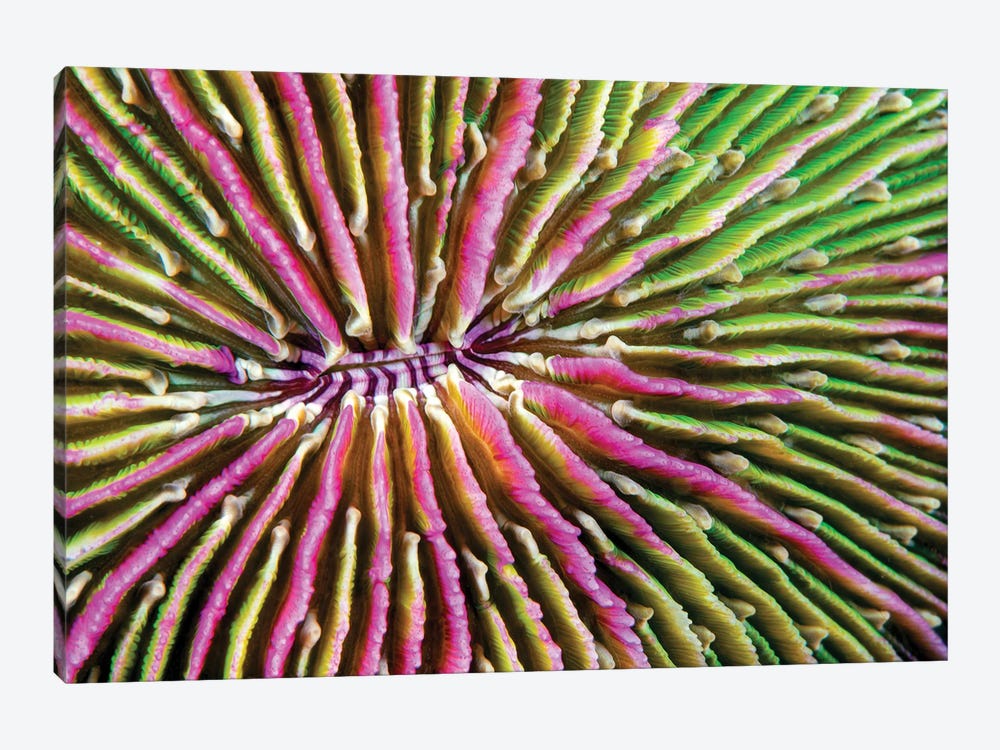 Mouth Detail Of A Colorful And Healthy Mushroom Coral, Fungia Fungites, Philippines by David Fleetham 1-piece Canvas Art Print
