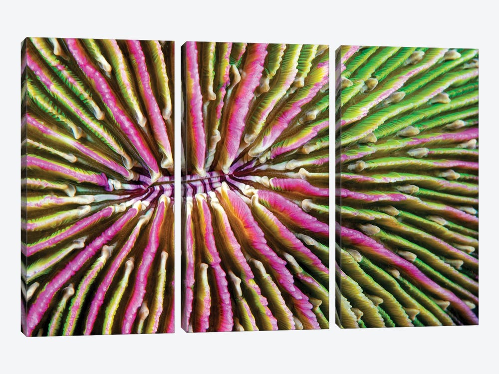 Mouth Detail Of A Colorful And Healthy Mushroom Coral, Fungia Fungites, Philippines by David Fleetham 3-piece Canvas Print