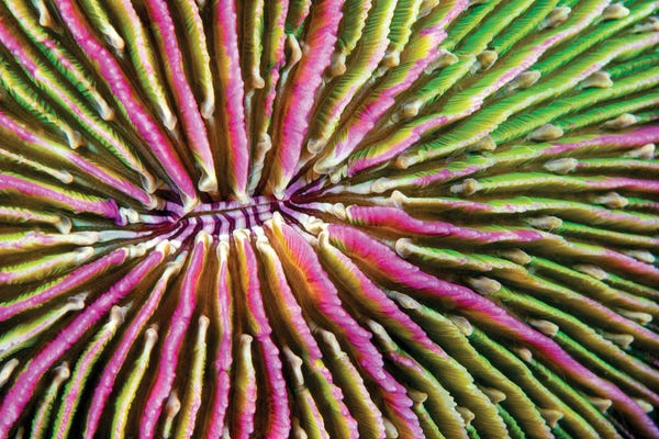 David Fleetham: Mouth Detail Of A Colorful And Healthy Mushroom Coral, Fungia Fungites, Philippines by David Fleetham