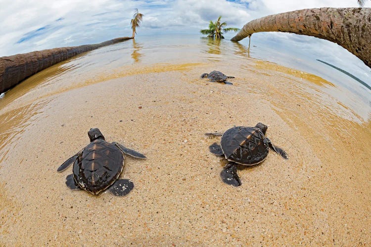 Newly Hatched Baby Green Sea Turtles Make Thier Way Across The Beach, Yap, Micronesia