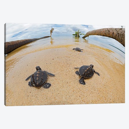 Newly Hatched Baby Green Sea Turtles Make Thier Way Across The Beach, Yap, Micronesia Canvas Print #DFH183} by David Fleetham Canvas Art Print