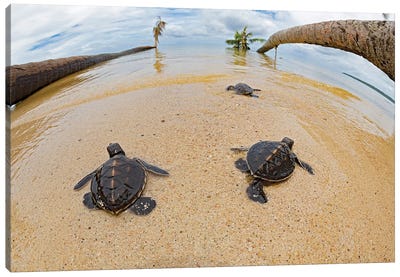 Newly Hatched Baby Green Sea Turtles Make Thier Way Across The Beach, Yap, Micronesia Canvas Art Print - David Fleetham