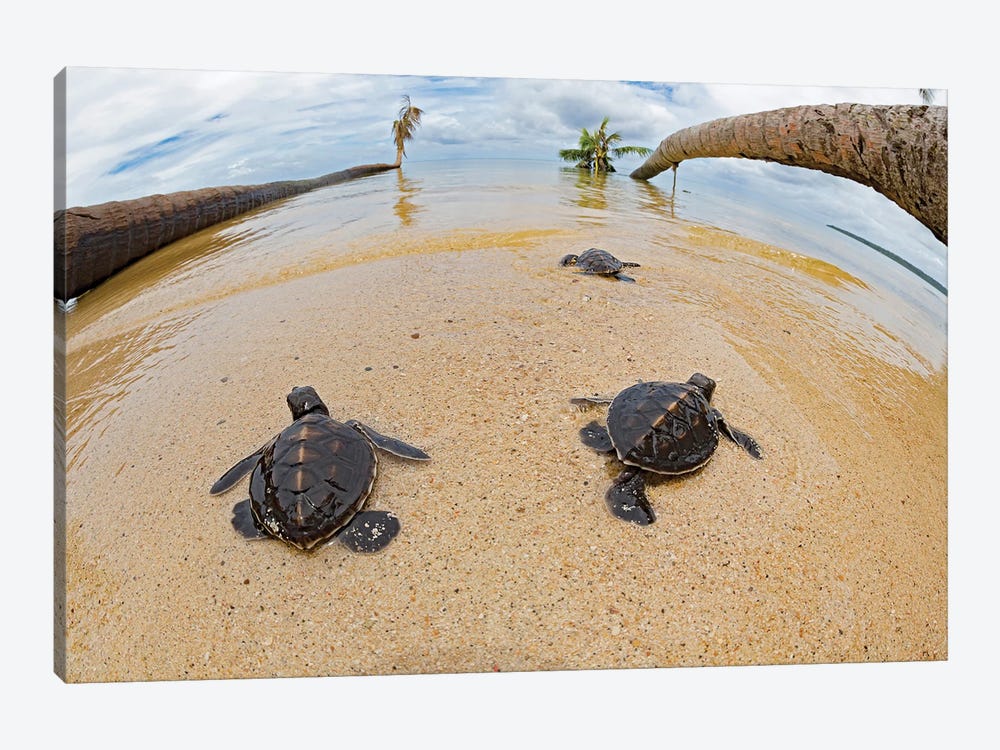 Newly Hatched Baby Green Sea Turtles Make Thier Way Across The Beach, Yap, Micronesia by David Fleetham 1-piece Canvas Artwork
