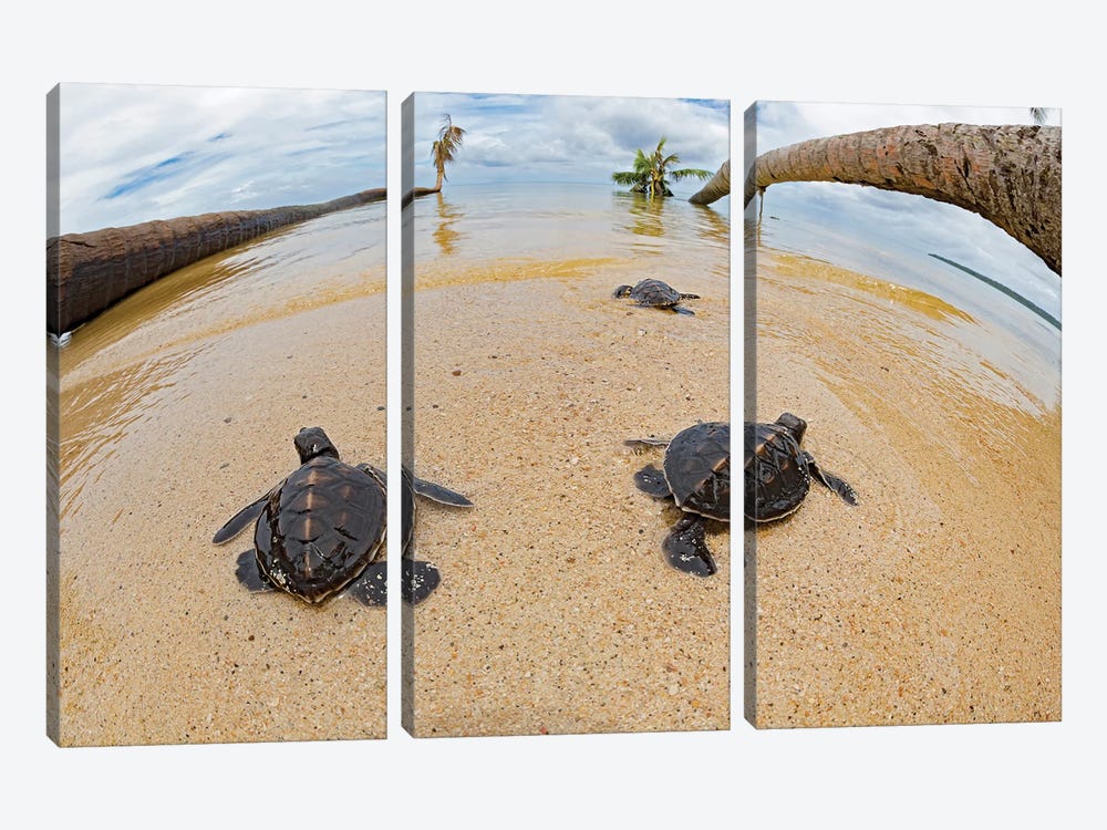 Newly Hatched Baby Green Sea Turtles Make Thier Way Across The Beach, Yap, Micronesia by David Fleetham 3-piece Canvas Artwork