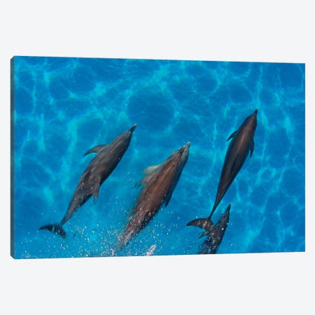 Overhead View Of Atlantic Spotted Dolphins, Stenella Plagiodon, Bahamas Canvas Print #DFH184} by David Fleetham Canvas Art