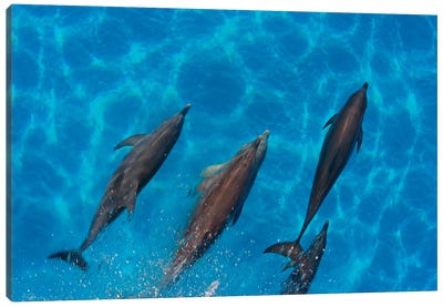 Overhead View Of Atlantic Spotted Dolphins, Stenella Plagiodon, Bahamas Canvas Art Print - David Fleetham