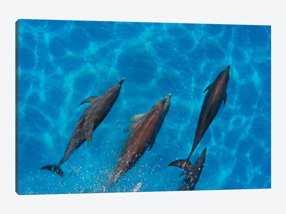 Overhead View Of Atlantic Spotted Dolphins, Stenella Plagiodon, Bahamas by David Fleetham 1-piece Canvas Print