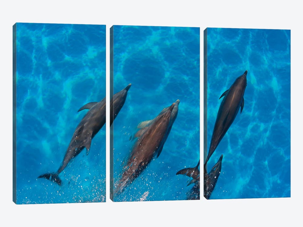 Overhead View Of Atlantic Spotted Dolphins, Stenella Plagiodon, Bahamas by David Fleetham 3-piece Canvas Print