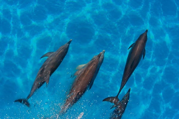 Bahamas: Overhead View Of Atlantic Spotted Dolphins, Stenella Plagiodon, Bahamas by David Fleetham