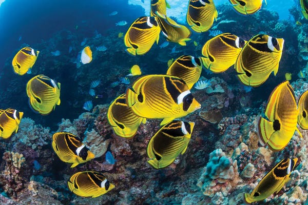 David Fleetham: Raccoon Butterflyfish, Chaetodon Lunula, Are Often Found In Large Schools, Hawaii by David Fleetham