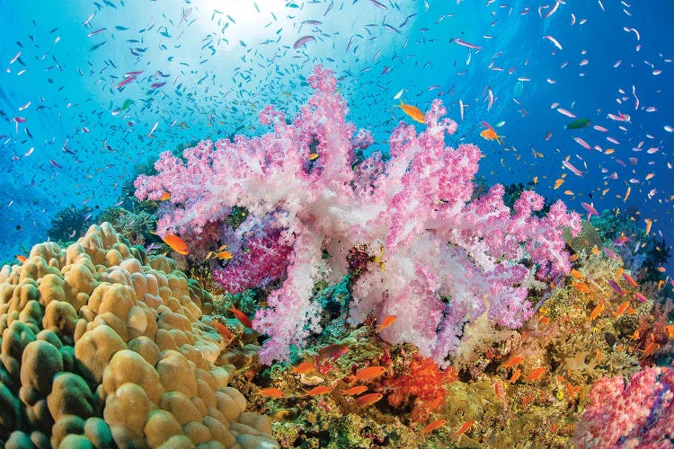 Reef Scene Of Alcyonaria Coral With Schooling Anthias, Fiji