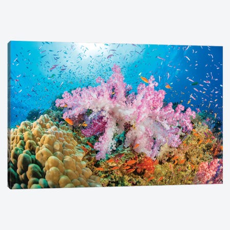 Reef Scene Of Alcyonaria Coral With Schooling Anthias, Fiji Canvas Print #DFH186} by David Fleetham Canvas Wall Art