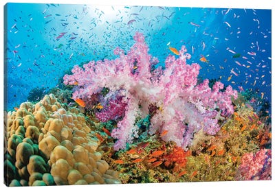 Reef Scene Of Alcyonaria Coral With Schooling Anthias, Fiji Canvas Art Print - David Fleetham