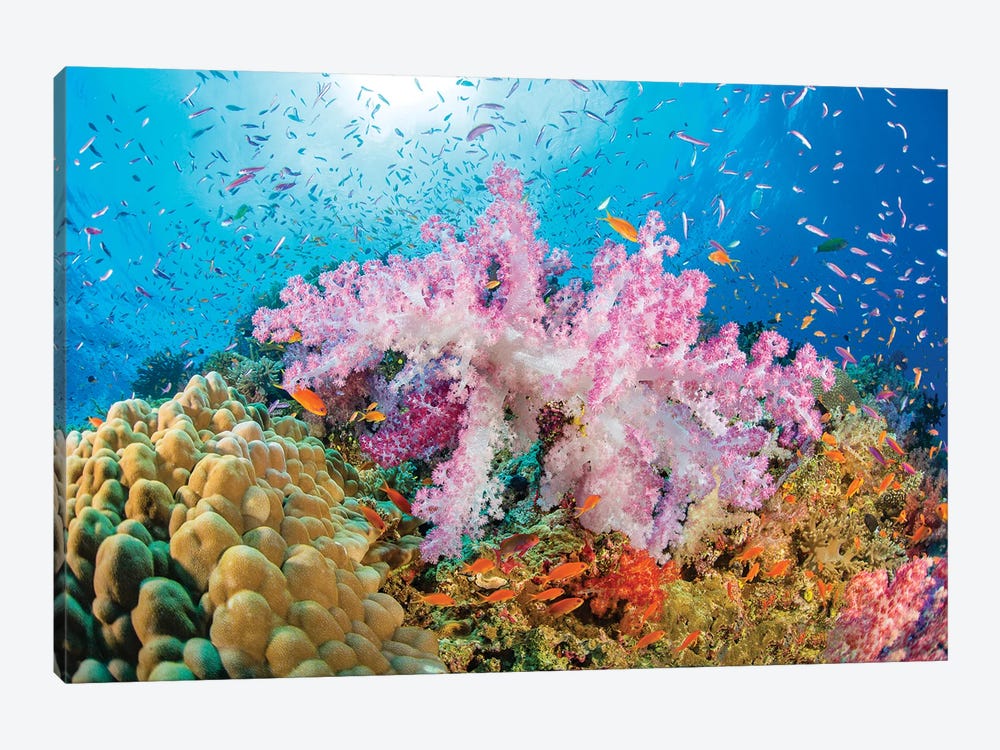 Reef Scene Of Alcyonaria Coral With Schooling Anthias, Fiji by David Fleetham 1-piece Art Print