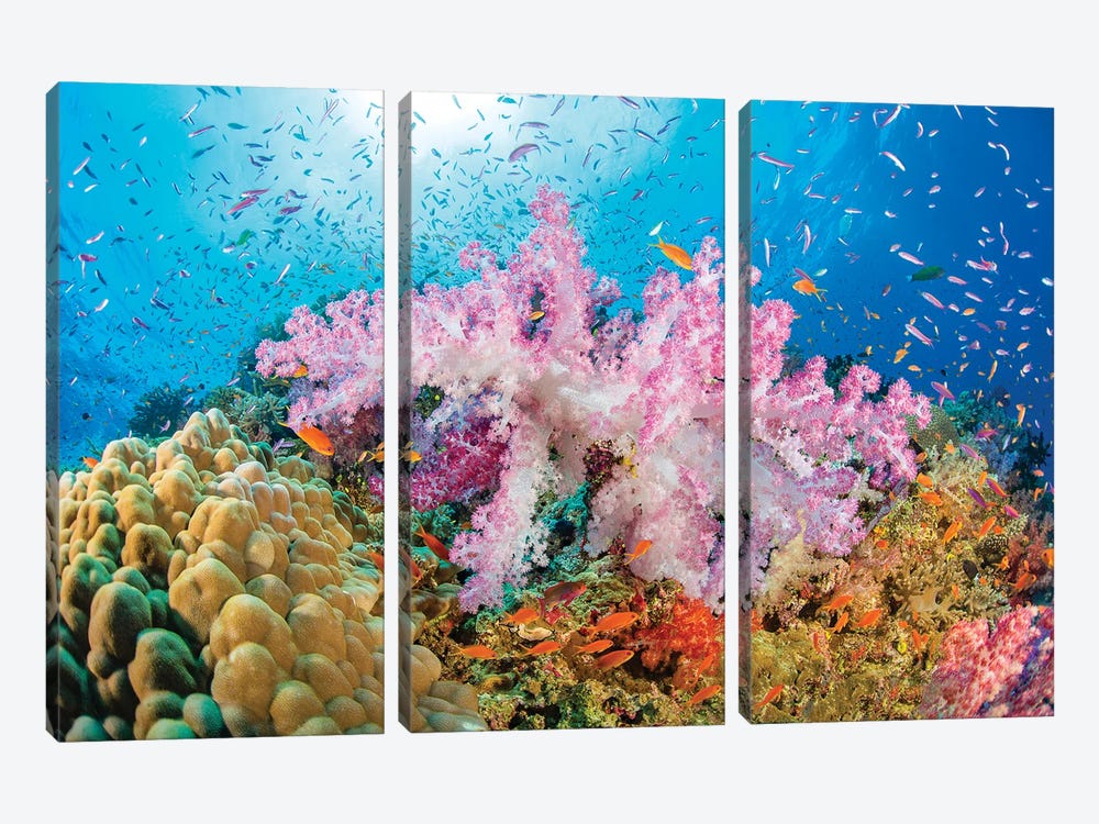 Reef Scene Of Alcyonaria Coral With Schooling Anthias, Fiji by David Fleetham 3-piece Art Print