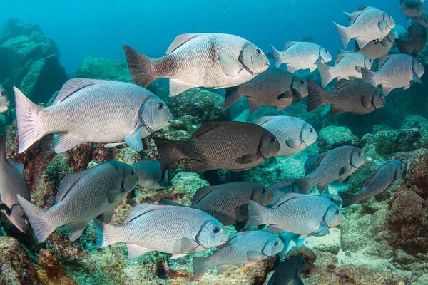 David Fleetham: School Of Dusky Chub Or Porgy, Girella Freminvillei, Galapagos Archipelago, Ecuador by David Fleetham