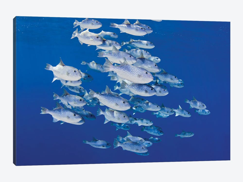 School Of Spotted Oceanic Triggerfish (Canthidermis Maculata), Hawaii by David Fleetham 1-piece Art Print