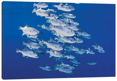 School Of Spotted Oceanic Triggerfish (Canthidermis Maculata), Hawaii Canvas Art Print - David Fleetham