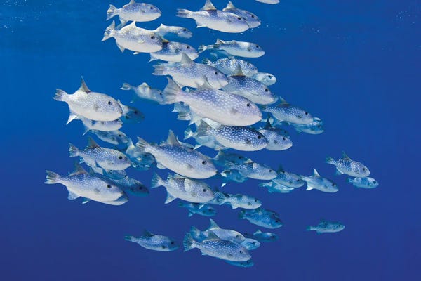 David Fleetham: School Of Spotted Oceanic Triggerfish (Canthidermis Maculata), Hawaii by David Fleetham