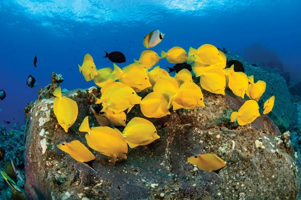 David Fleetham: School Of Yellow Tang, Zebrasoma Flavescens, Hawaii by David Fleetham