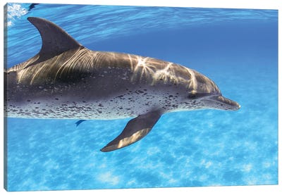 Atlantic Spotted Dolphin Bahamas Canvas Art Print