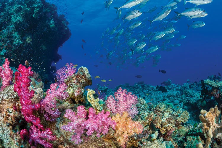 Schooling Bigeye Jacks, Caranx Sexfasciatus, Pass Over A Colorful Reef In Fiji