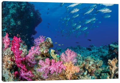 Schooling Bigeye Jacks, Caranx Sexfasciatus, Pass Over A Colorful Reef In Fiji Canvas Art Print - David Fleetham