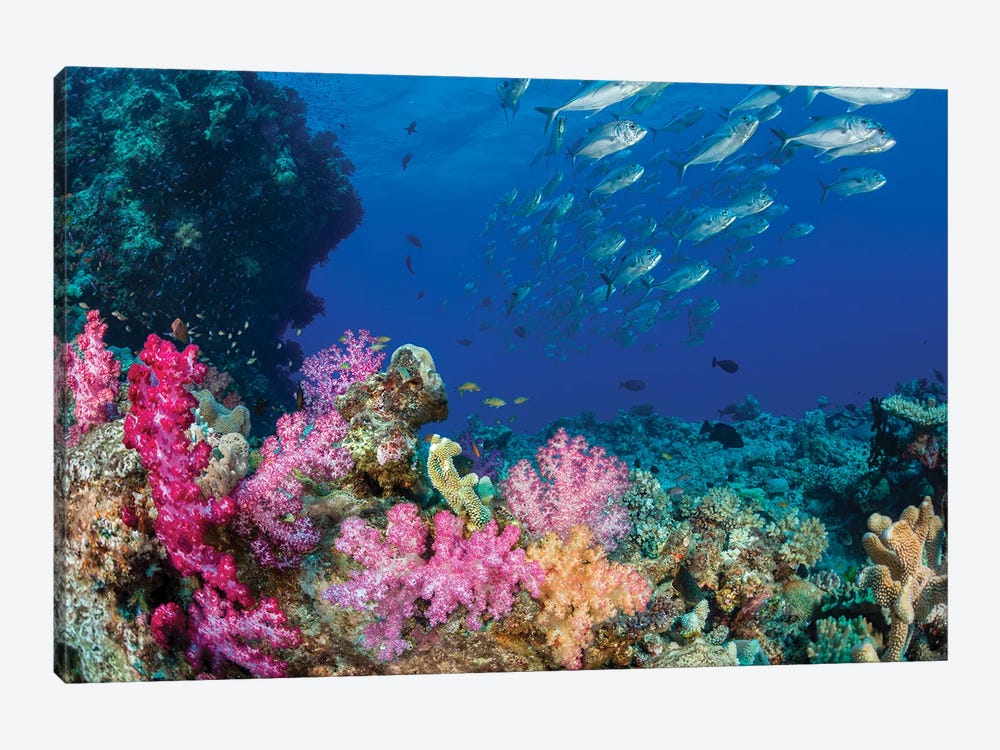Schooling Bigeye Jacks, Caranx Sexfasciatus, Pass Over A Colorful Reef In Fiji by David Fleetham 1-piece Canvas Wall Art