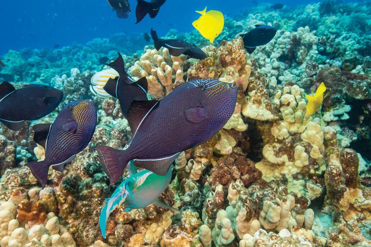 Schooling Black Triggerfish, Melichthys Niger, Swim Over A Reef Area In Hawaii