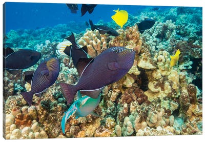 Schooling Black Triggerfish, Melichthys Niger, Swim Over A Reef Area In Hawaii Canvas Art Print - David Fleetham