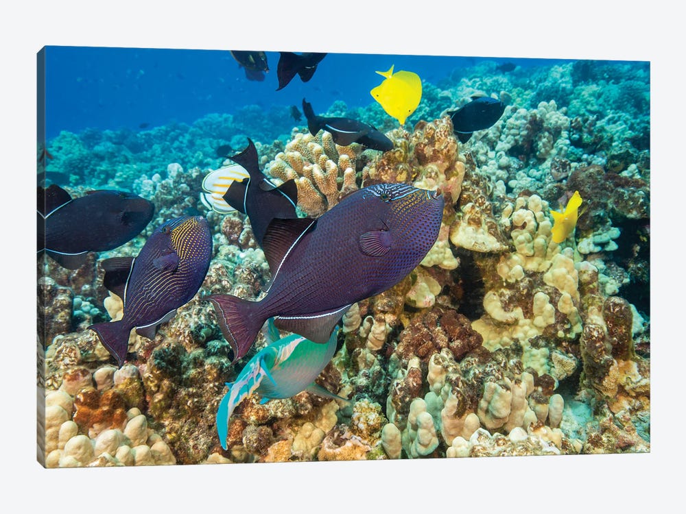 Schooling Black Triggerfish, Melichthys Niger, Swim Over A Reef Area In Hawaii by David Fleetham 1-piece Canvas Print