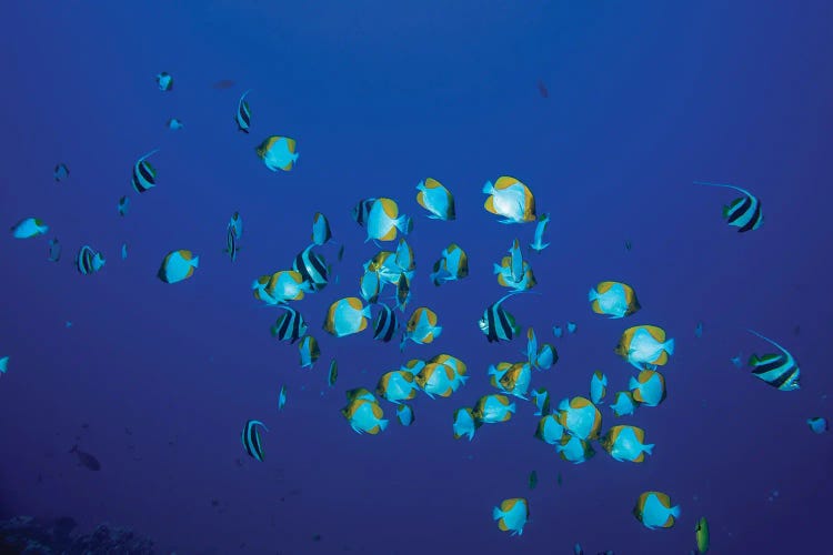 Schooling Pyramid Butterflyfish, Hemitaurichthys Polylepis, And Pennant Bannerfish, Heniochus Chrysostomus, Hawaii