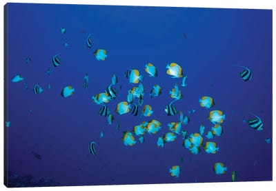 Schooling Pyramid Butterflyfish, Hemitaurichthys Polylepis, And Pennant Bannerfish, Heniochus Chrysostomus, Hawaii Canvas Art Print - David Fleetham