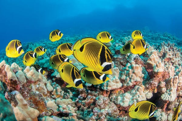David Fleetham: Schooling Raccoon Butterflyfish, Chaetodon Lunula, In Hawaii by David Fleetham