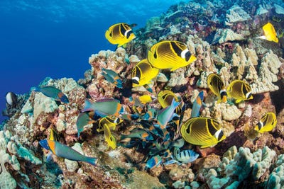 Schooling Saddle Wrasse, Thalassoma Duperrey, And Raccoon Butterflyfish, Chaetodon Lunula, Hawaii by David Fleetham framed canvas print