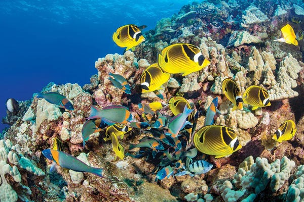 David Fleetham: Schooling Saddle Wrasse, Thalassoma Duperrey, And Raccoon Butterflyfish, Chaetodon Lunula, Hawaii by David Fleetham