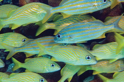 Schooling Smallmouth Grunts, Haemulon Chrysargyreum, And French Grunts, Haemulon Flavolineatum, In Th Caribbean by David Fleetham framed canvas print