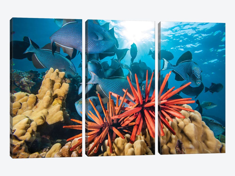 Slate Pencil Sea Urchins, Heterocentrotus Mammillatus, With Schooling Black Triggerfish, Hawaii I by David Fleetham 3-piece Canvas Wall Art