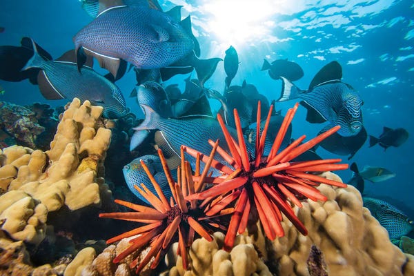 David Fleetham: Slate Pencil Sea Urchins, Heterocentrotus Mammillatus, With Schooling Black Triggerfish, Hawaii I by David Fleetham