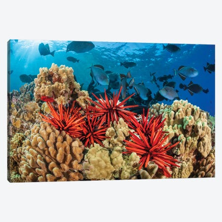 Slate Pencil Sea Urchins, Heterocentrotus Mammillatus, With Schooling Black Triggerfish, Hawaii II Canvas Print #DFH197} by David Fleetham Art Print