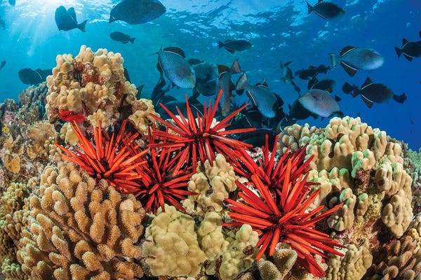 David Fleetham: Slate Pencil Sea Urchins, Heterocentrotus Mammillatus, With Schooling Black Triggerfish, Hawaii II by David Fleetham