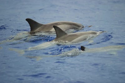 Spinner Dolphins, Stenella Longirostris, Resting At The Surface During The Day In Hawaii by David Fleetham canvas print