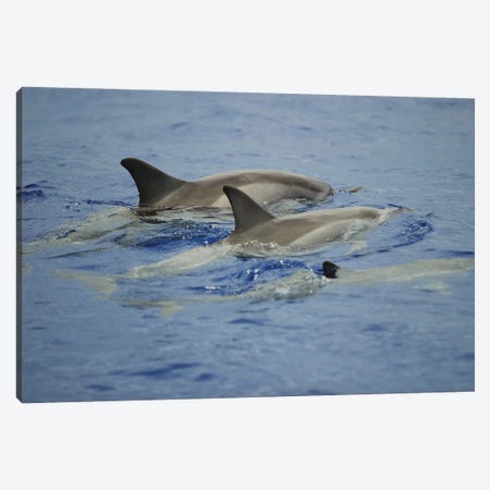 Spinner Dolphins, Stenella Longirostris, Resting At The Surface During The Day In Hawaii Canvas Print #DFH198} by David Fleetham Canvas Artwork