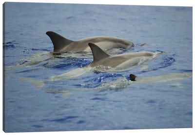Spinner Dolphins, Stenella Longirostris, Resting At The Surface During The Day In Hawaii Canvas Art Print - Dolphin Art