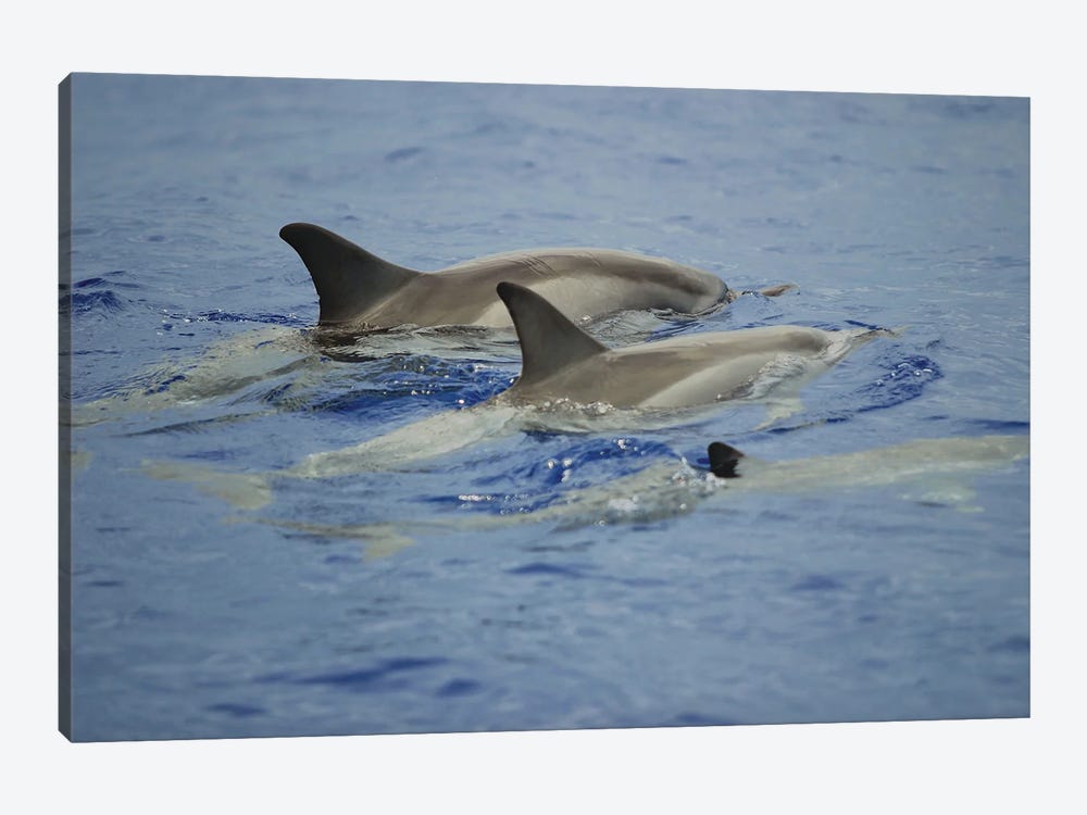 Spinner Dolphins, Stenella Longirostris, Resting At The Surface During The Day In Hawaii by David Fleetham 1-piece Canvas Art