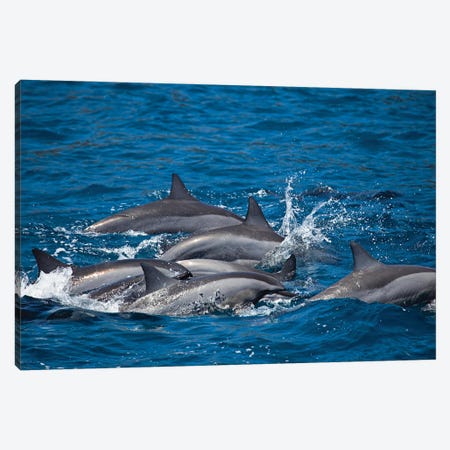 Spinner Dolphins, Stenella Longirostris, Surface For Air Off The Island Of Lanai, Hawaii Canvas Print #DFH199} by David Fleetham Canvas Art